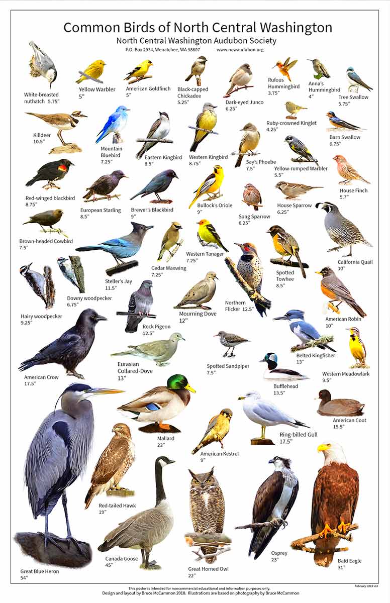 Common Birds of NCW Poster - North Central Washington Audubon Society