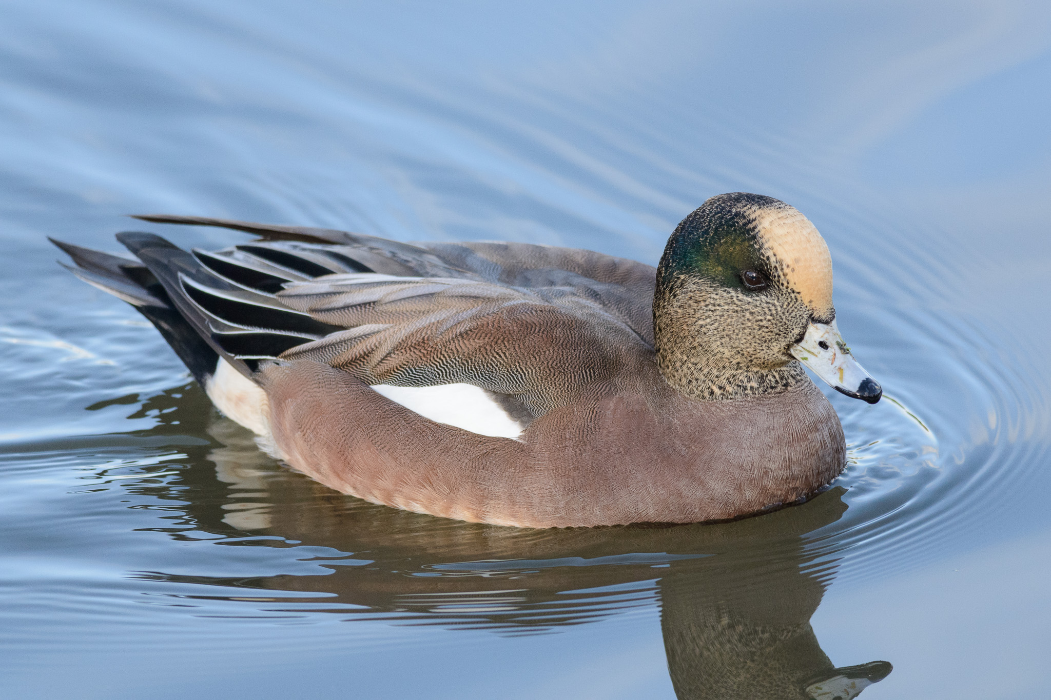 A Gallery of Birds of North Central Washington - North Central