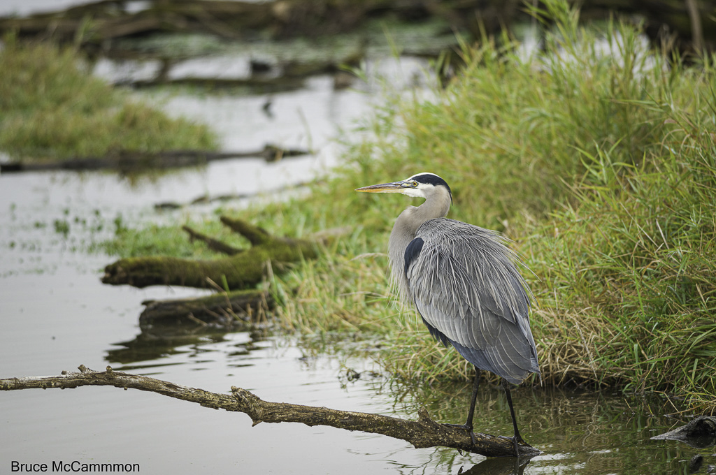 Herons, Pelicans, Cormorants - North Central Washington Audubon Society