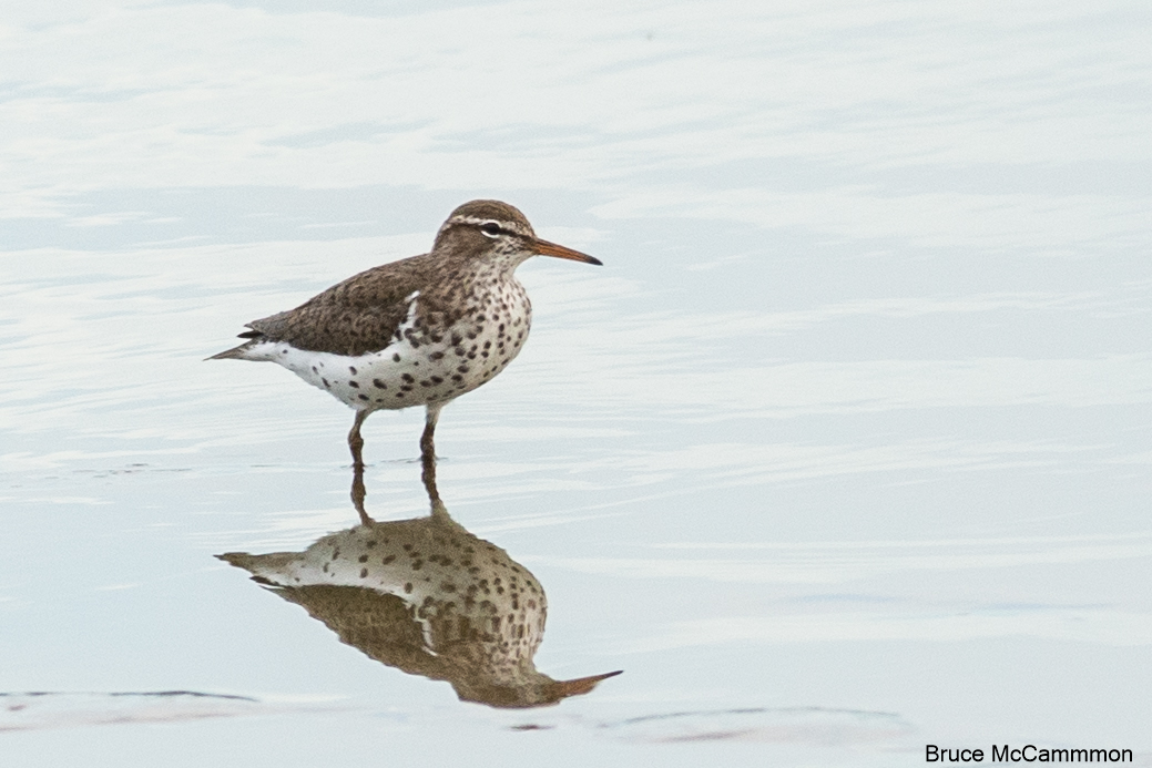 Shorebirds - North Central Washington Audubon Society