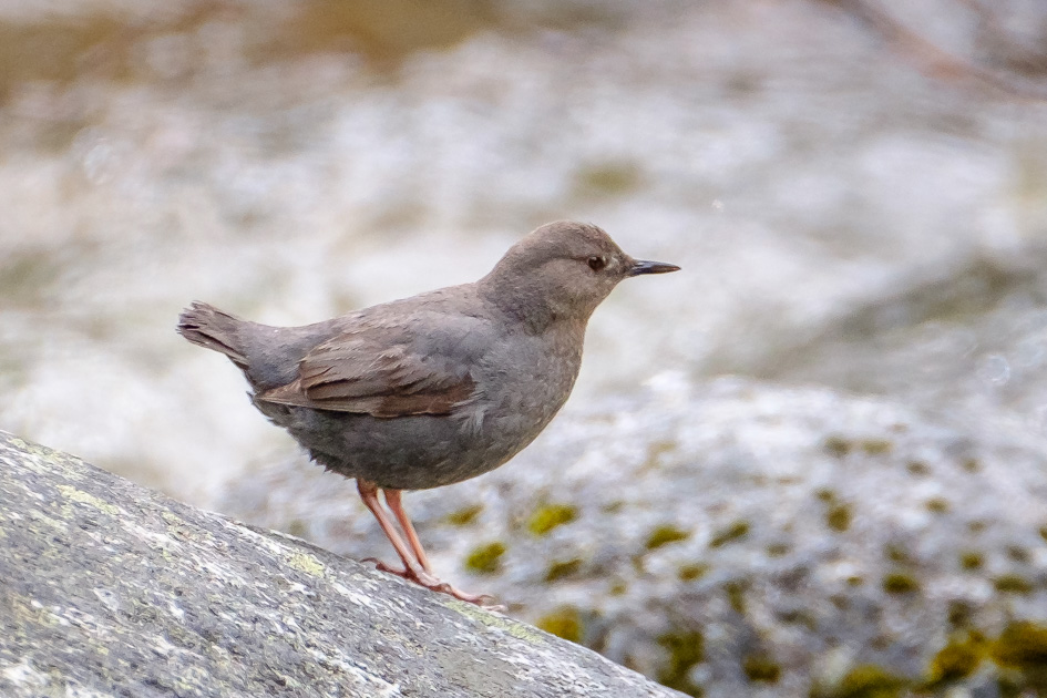 A Gallery of Birds of North Central Washington - North Central