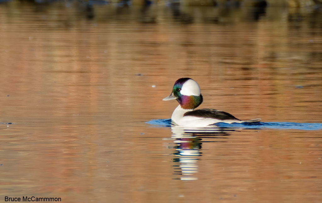 Waterfowl - North Central Washington Audubon Society