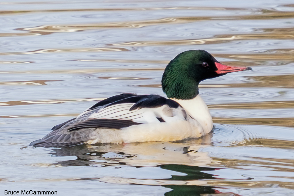 Waterfowl - North Central Washington Audubon Society