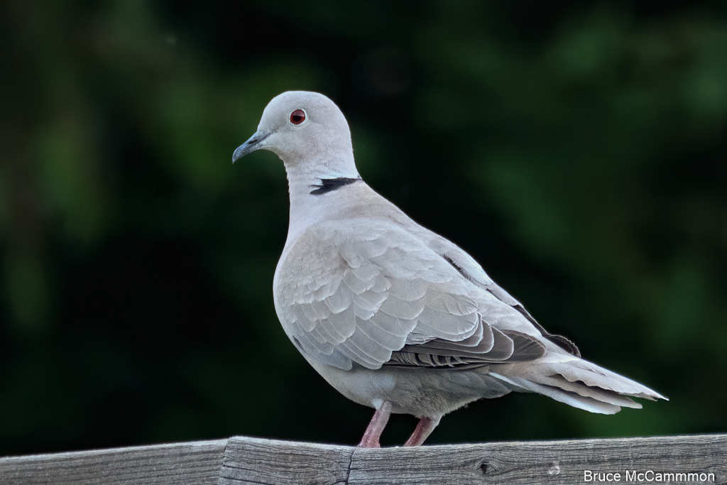 Pigeons, Doves North Central Washington Audubon Society