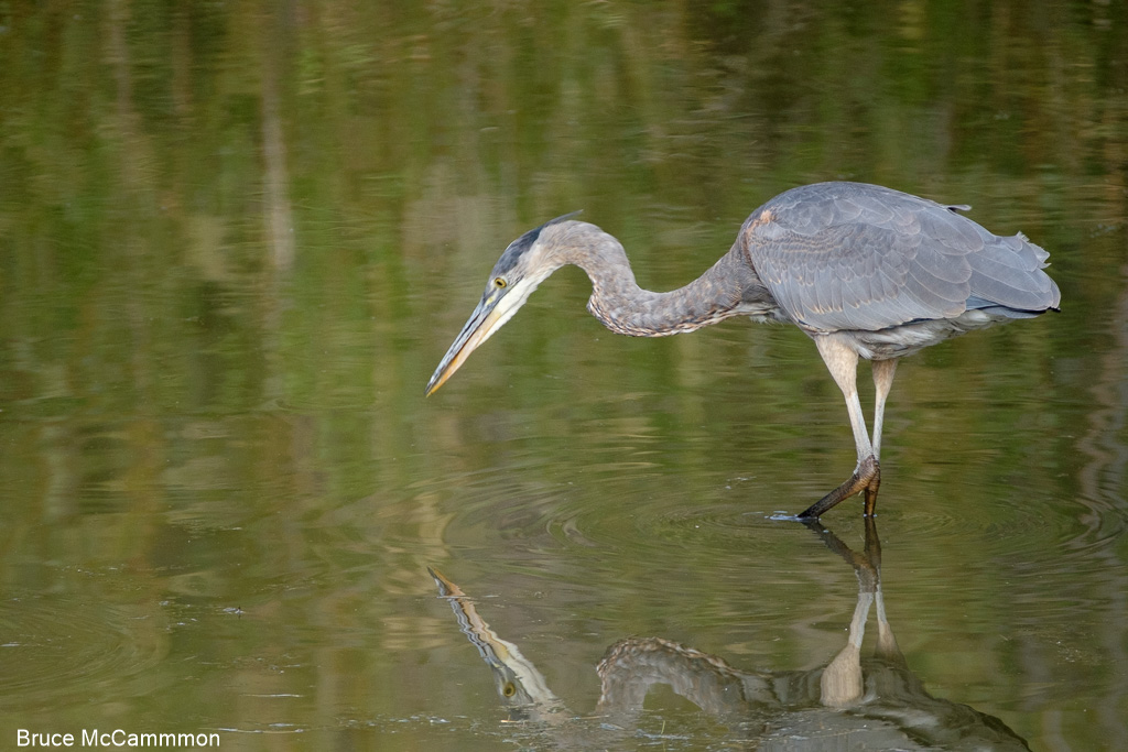 Herons, Pelicans, Cormorants - North Central Washington Audubon Society