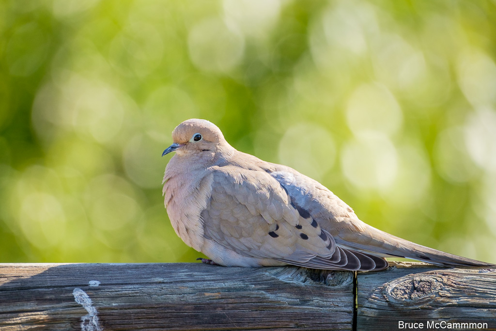 Pigeons, Doves North Central Washington Audubon Society