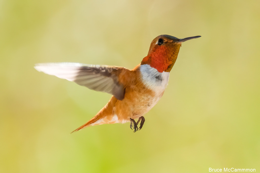 Hummingbirds - North Central Washington Audubon Society