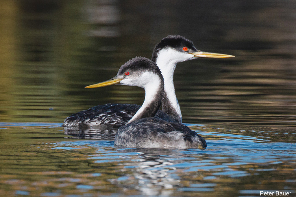 Grebes - North Central Washington Audubon Society