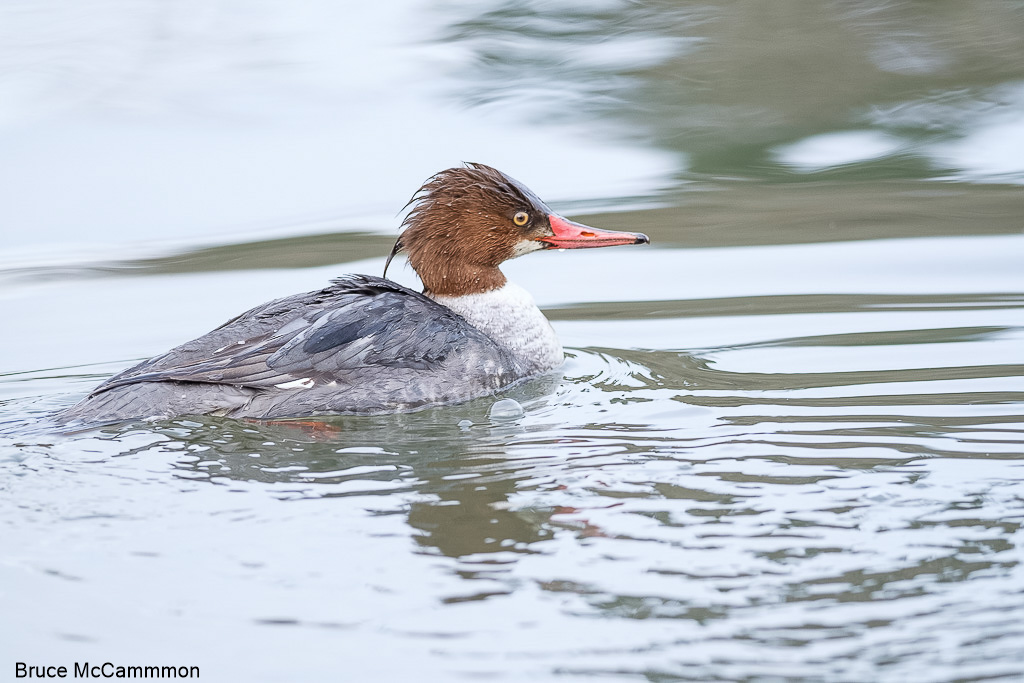 Waterfowl - North Central Washington Audubon Society