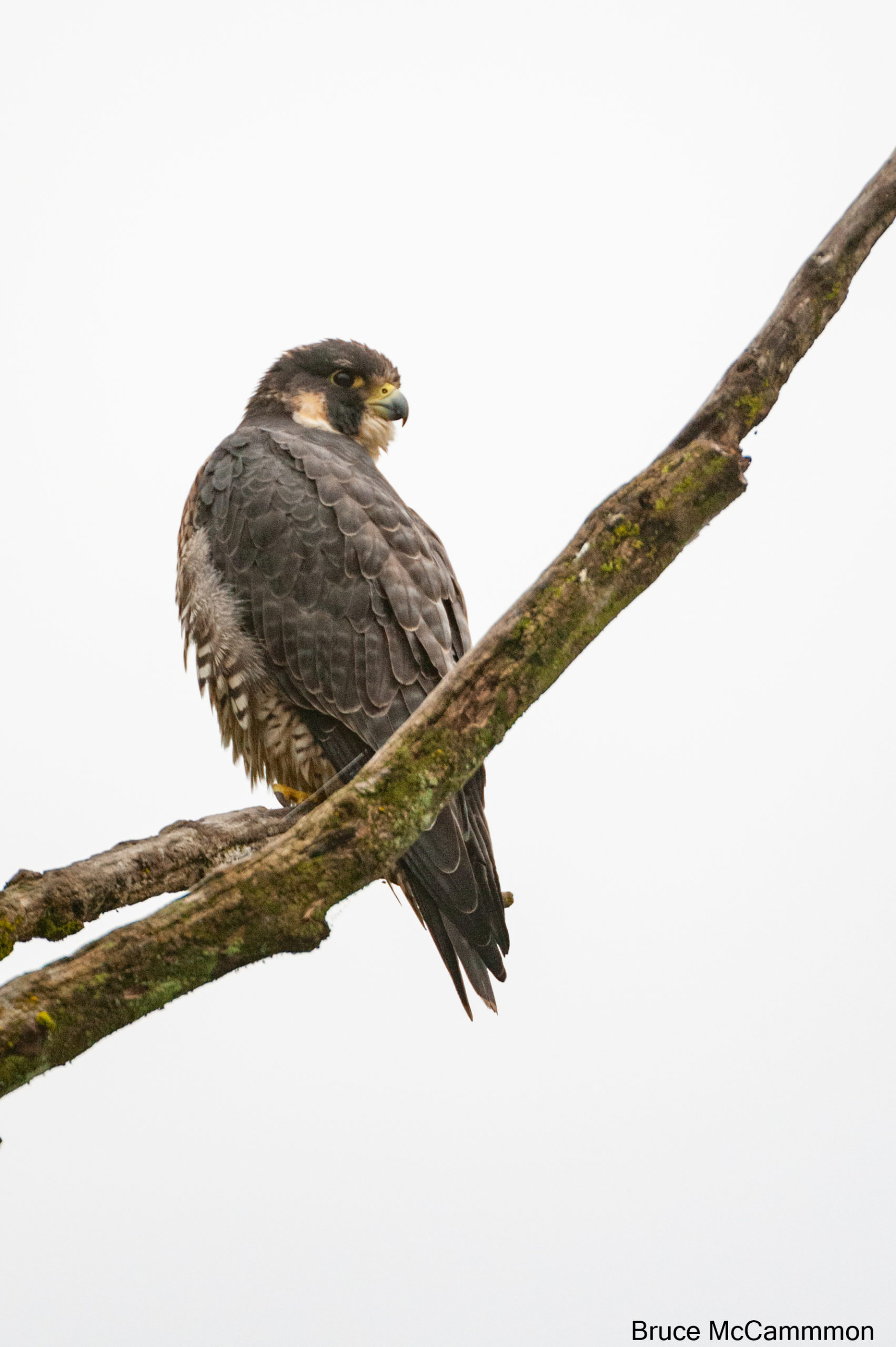 Falcons - North Central Washington Audubon Society