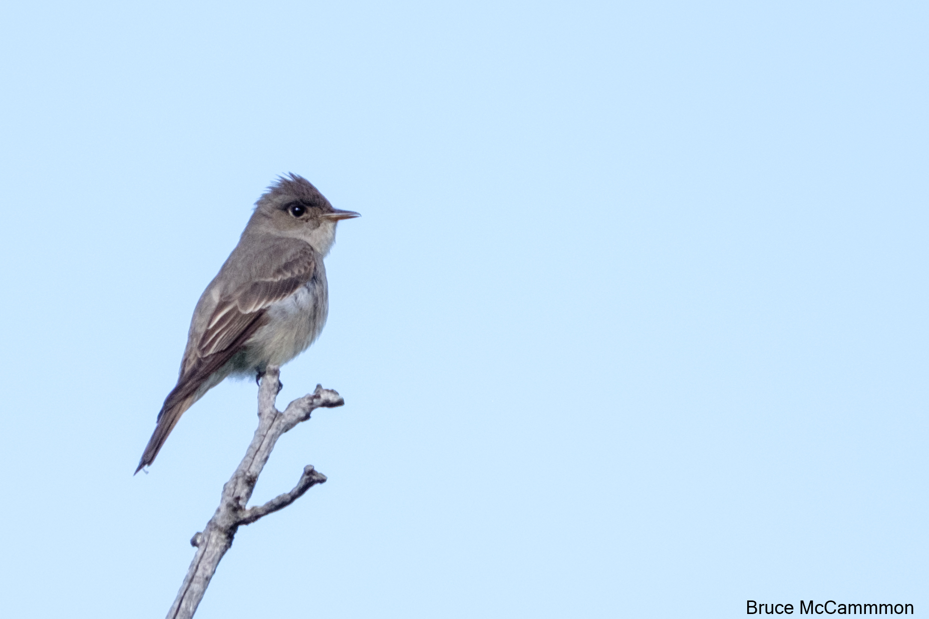 Flycatchers - North Central Washington Audubon Society