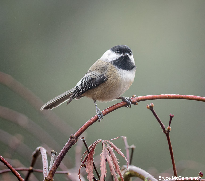 Chickadees, Bushtit - North Central Washington Audubon Society