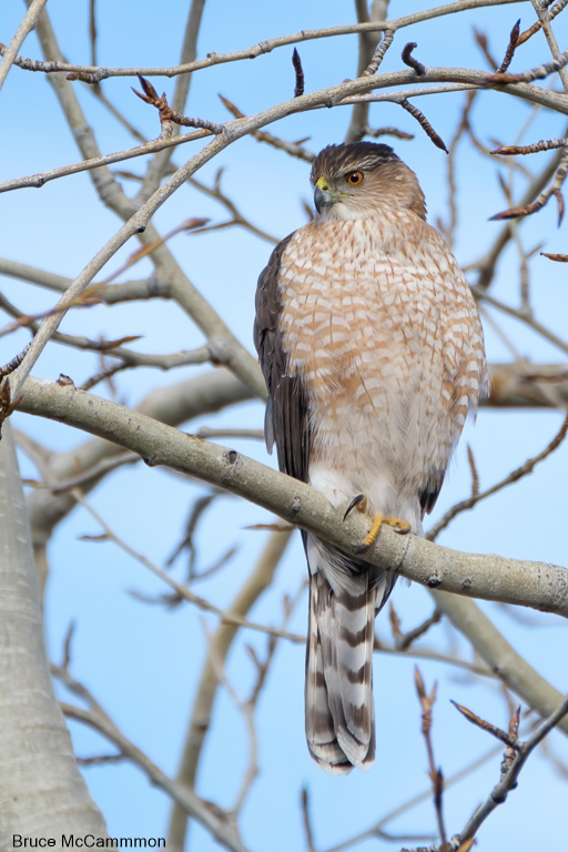 Raptors, Vultures - North Central Washington Audubon Society