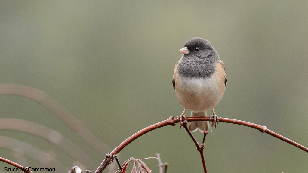 Finches, Sparrows - North Central Washington Audubon Society