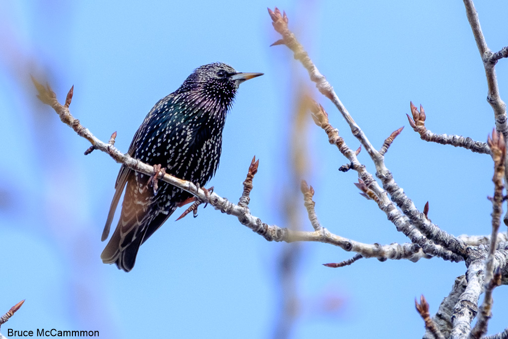 Starling, Catbird, Thrasher - North Central Washington Audubon Society