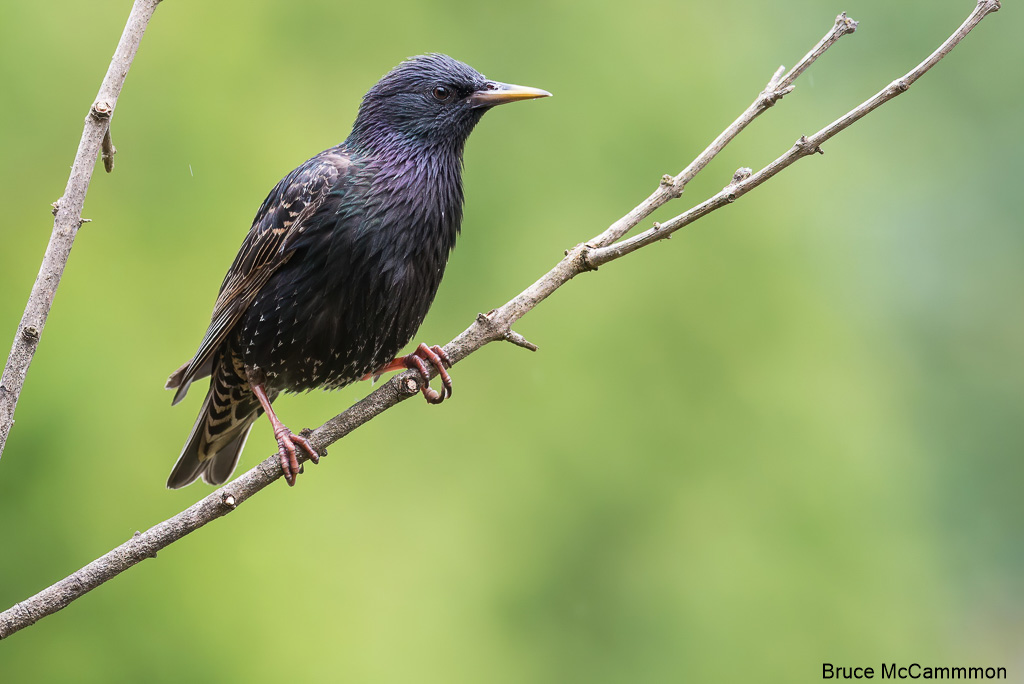 Starling, Catbird, Thrasher - North Central Washington ...