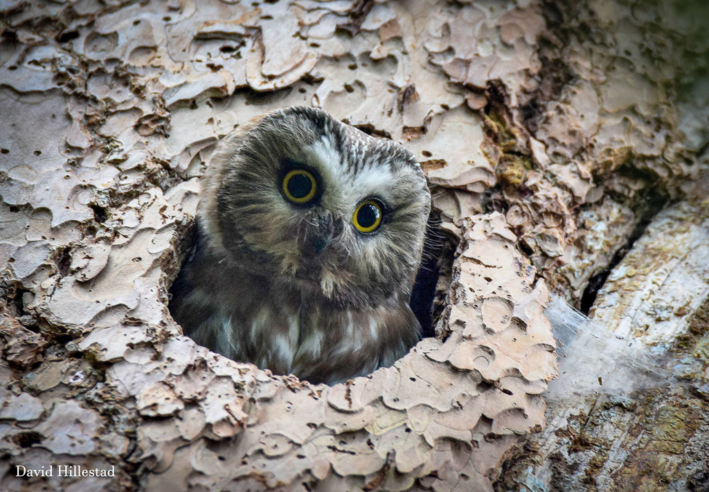 Owls - North Central Washington Audubon Society