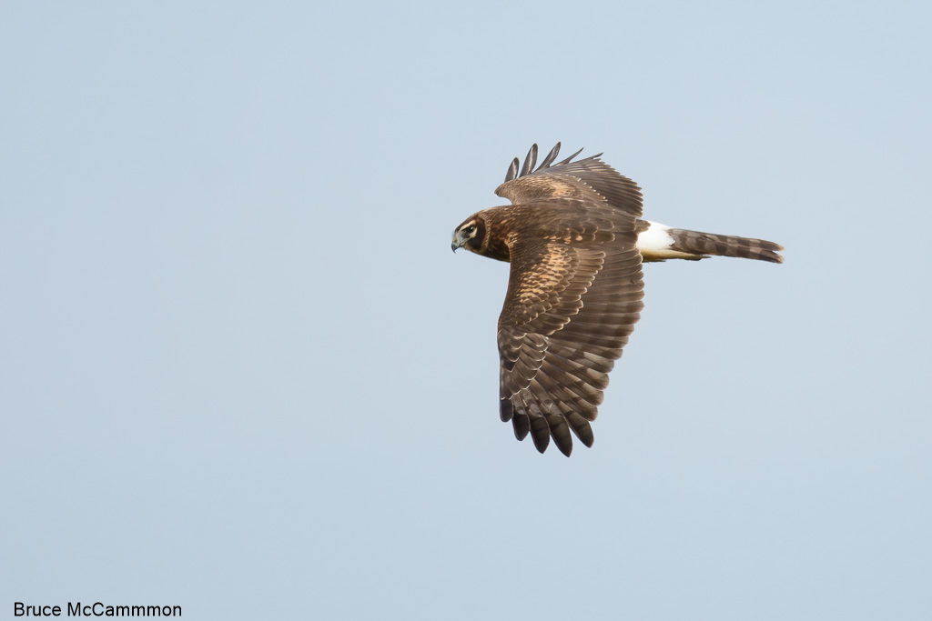 Raptors, Vultures - North Central Washington Audubon Society