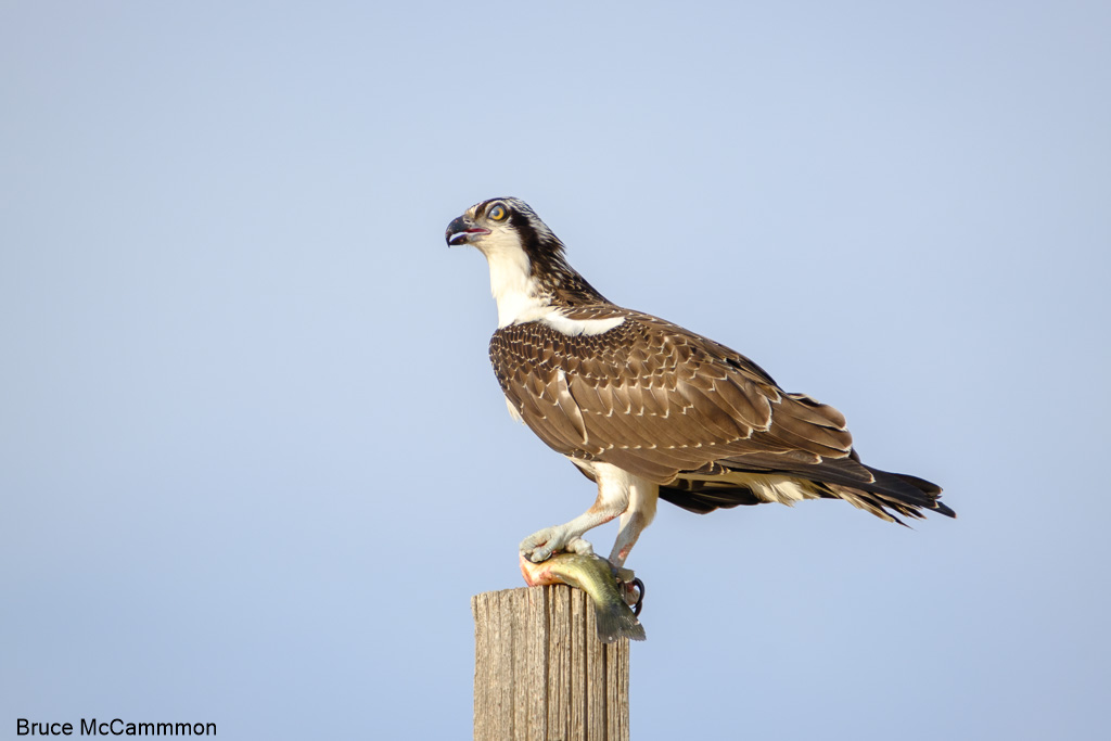 Raptors, Vultures - North Central Washington Audubon Society