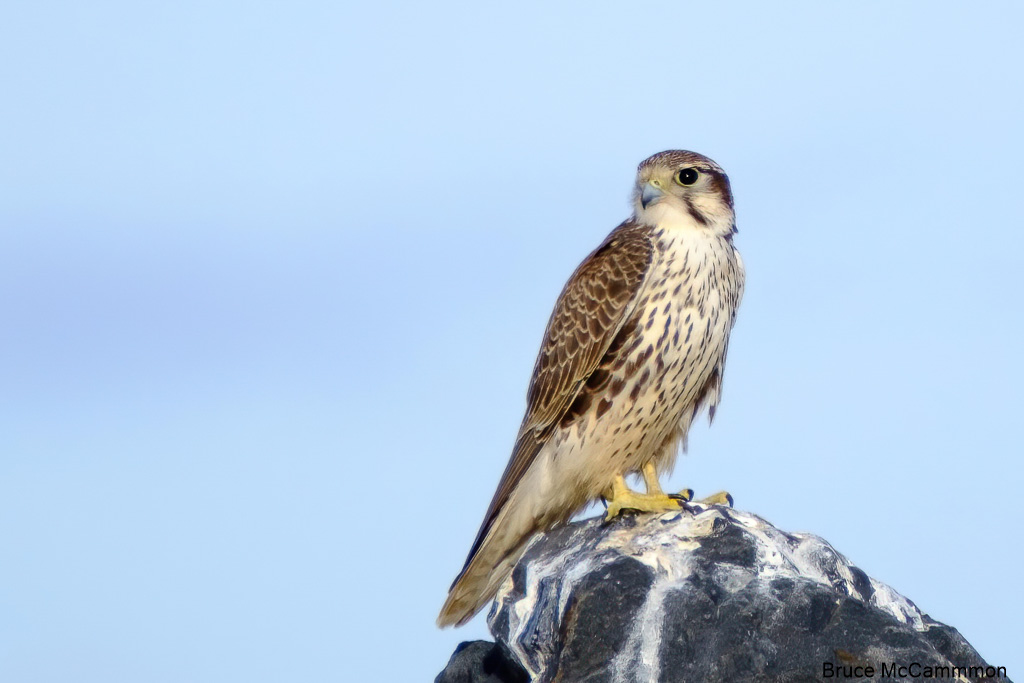 Prairie falcon  Washington Department of Fish & Wildlife