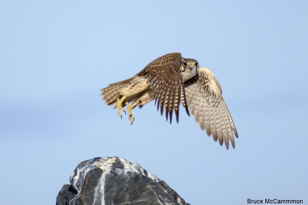 Northwest Peregrine Falcons - AAA Washington