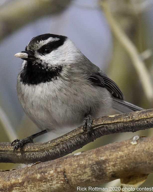 Chickadees, Bushtit - North Central Washington Audubon Society