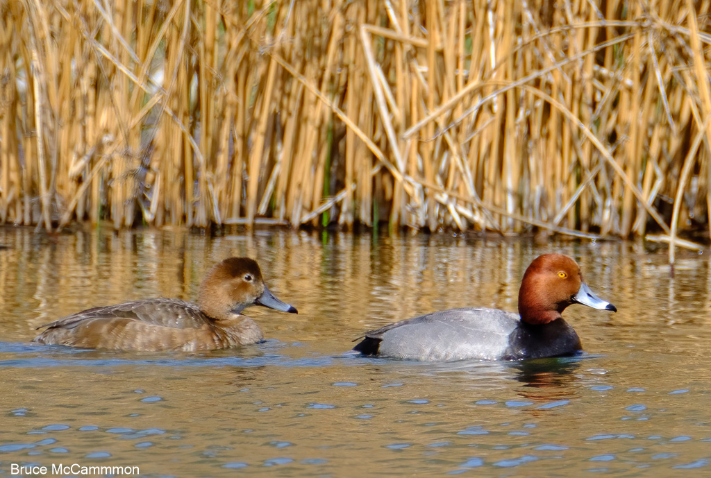 Waterfowl - North Central Washington Audubon Society