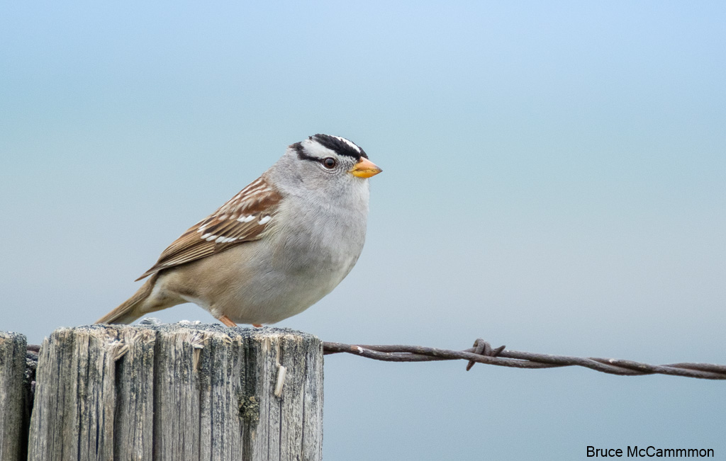 New World Sparrows North Central Washington Audubon Society