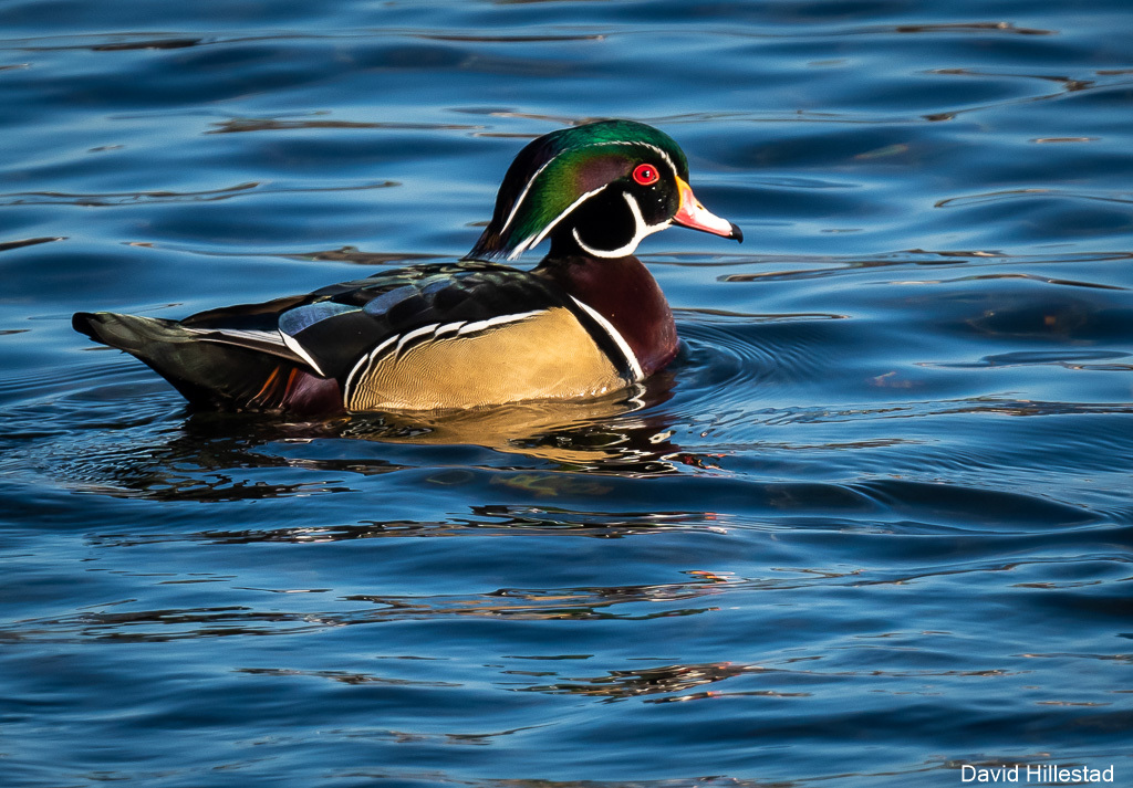 Waterfowl North Central Washington Audubon Society