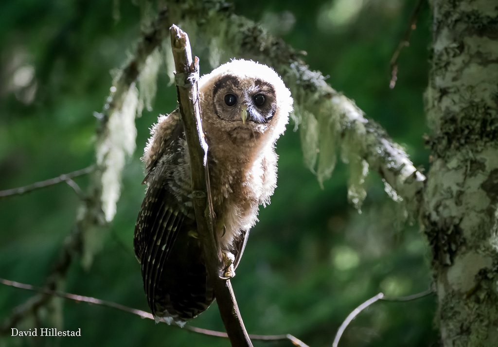 Owls - North Central Washington Audubon Society