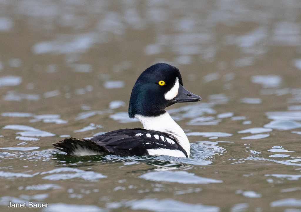 Waterfowl - North Central Washington Audubon Society