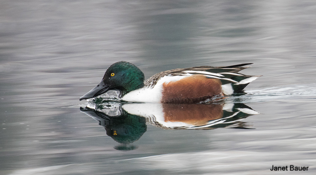 Waterfowl - North Central Washington Audubon Society