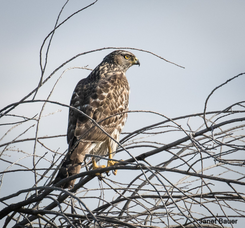 Raptors, Vultures - North Central Washington Audubon Society