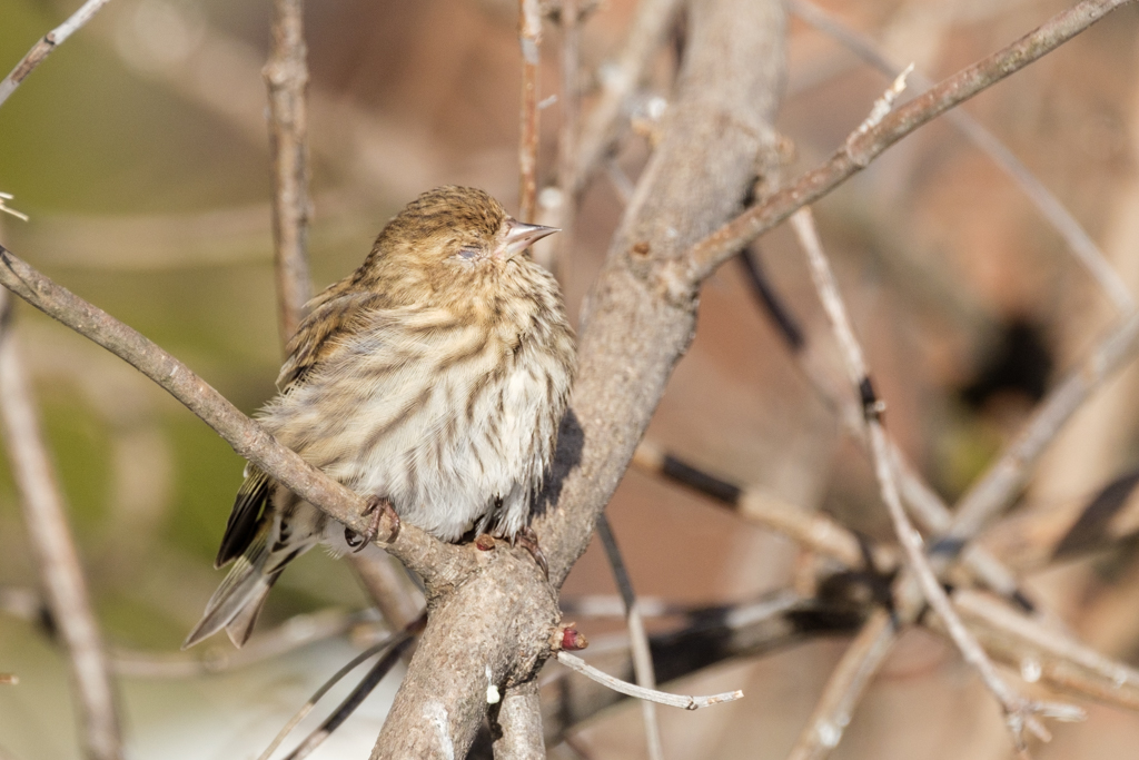 Help protect wild birds from deadly salmonellosis North Central