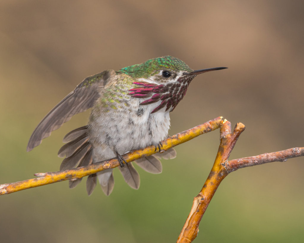 2021 NCWAS Bird Photography Contest Winners - North Central Washington